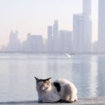 IIETKY35J5HBTMRE4BRNOVAVXQ_converted