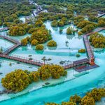 UAE-mangroves