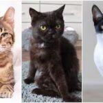 YSTJLREAO5B3NNYNEJFQUBRLQQ_converted (1)