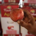 apple