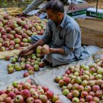 apples-rotting-kashmir-farmer