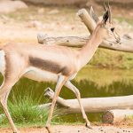 asha_141219_aldrfagzl