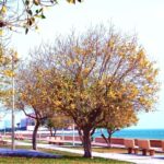 autmn-dammam_1236747016-min