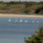 gulfnews_2024-11-17_oj03sd8w_OPN_EDITS_17de654801b_original_ratio