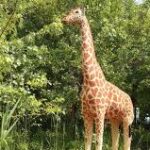 images – 2026-02-21T153154.756